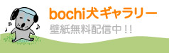 bochi犬無料壁紙ダウンロード